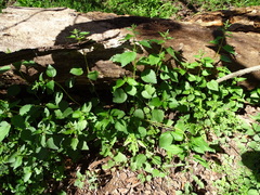 Urtica chamaedryoides