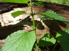 Urtica chamaedryoides