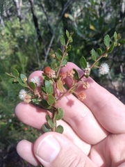 Acacia hispidula