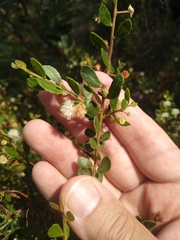 Acacia hispidula