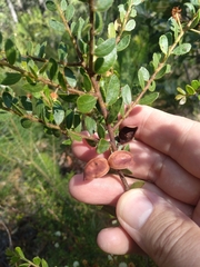 Acacia hispidula