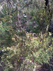 Acacia hispidula