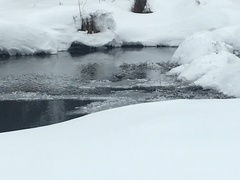 Cinclus mexicanus unicolor