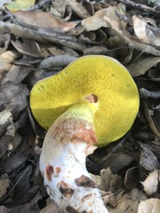 Butyriboletus querciregius