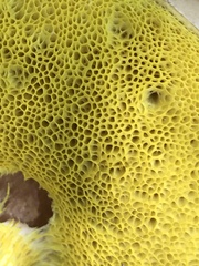 Butyriboletus querciregius