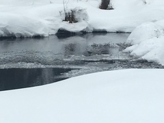 Cinclus mexicanus unicolor