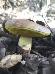 Butyriboletus querciregius