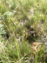 Carex phaeocephala