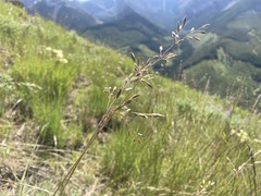 Festuca campestris