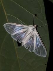 Palpita flegia