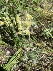 Oxytropis sericea