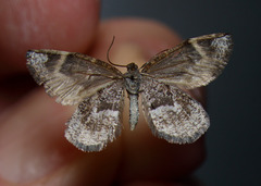 Stamnodes coenonymphata