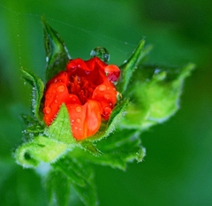 Geum coccineum