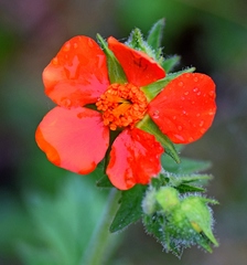Geum coccineum