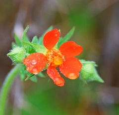 Geum coccineum