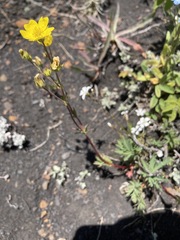 Potentilla diversifolia