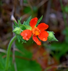 Geum coccineum