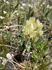 Oxytropis sericea