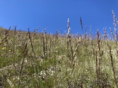 Festuca campestris
