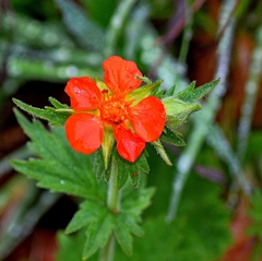 Geum coccineum