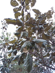 Quercus urbanii