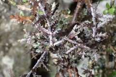 Pittosporum anomalum