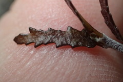 Pittosporum anomalum