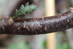 Pittosporum anomalum