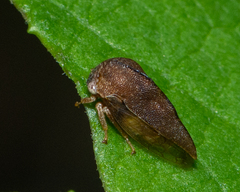 Smiliini