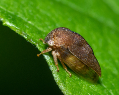 Smiliini