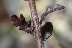 Pittosporum anomalum