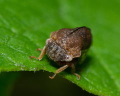 Smiliini