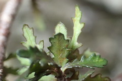 Pittosporum anomalum