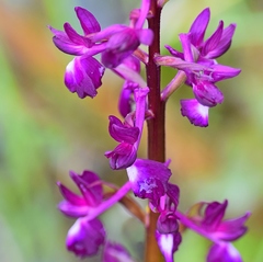 Anacamptis laxiflora