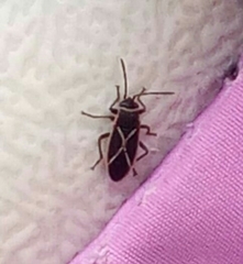 Ochrostomus pulchellus