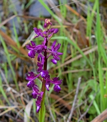 Anacamptis laxiflora