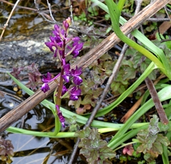 Anacamptis laxiflora