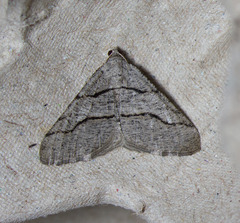 Digrammia imparilata