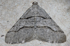 Digrammia imparilata