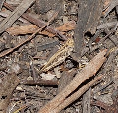 Austroicetes