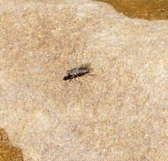 Anabarhynchus varipes