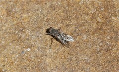 Anabarhynchus varipes