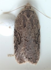 Acleris chalybeana