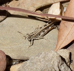 Austroicetes