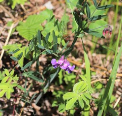 Lathyrus palustris pilosus