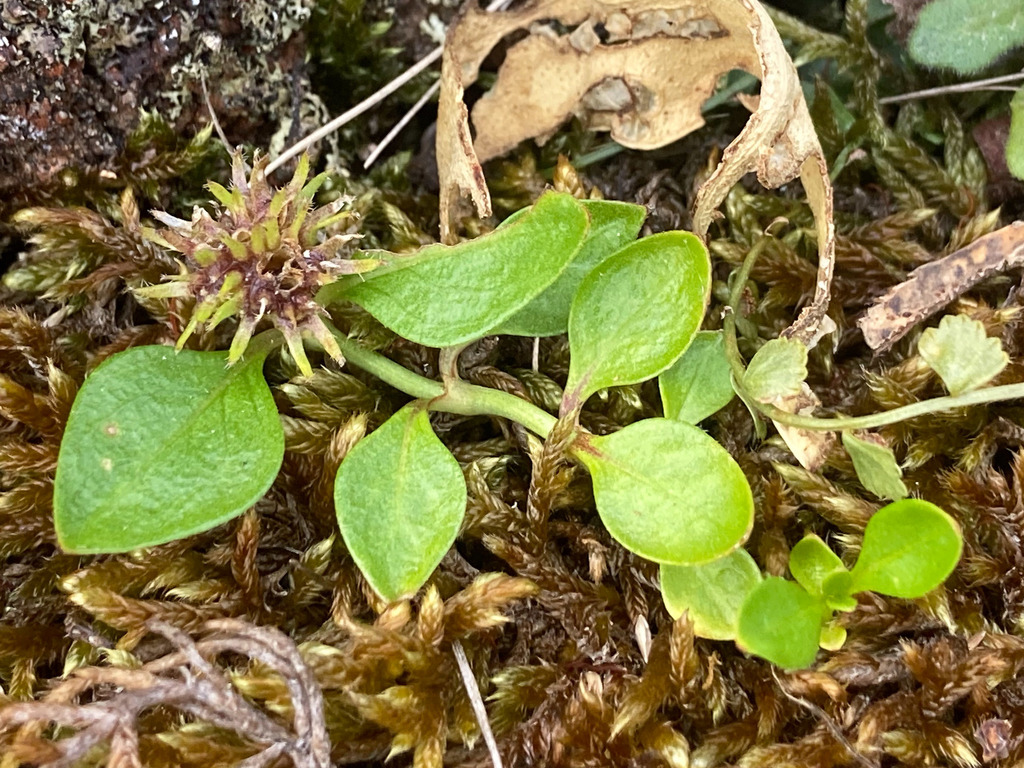 Broad-leaved stinkweed