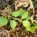 Broad-leaved Stinkweed - Photo (c) timrudman, some rights reserved (CC BY-NC), uploaded by timrudman