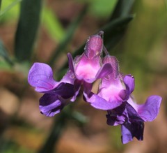 Lathyrus palustris pilosus
