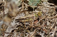 Austroicetes