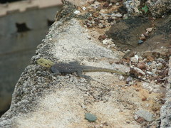 Agama agama